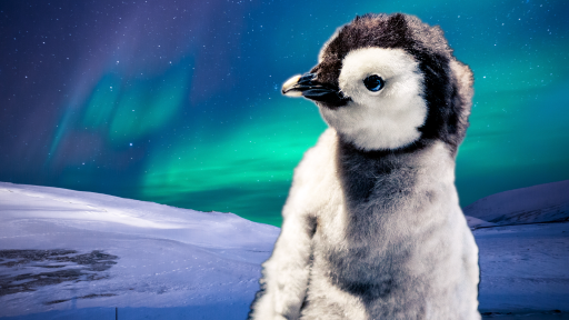 Penguin3