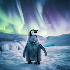 Penguin3